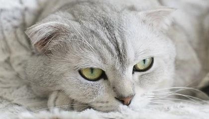 乐鱼体育在线-168官方网页登录：开启安心交易之门