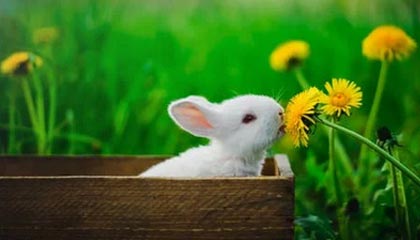 开云APP：开启云端生活的新纪元